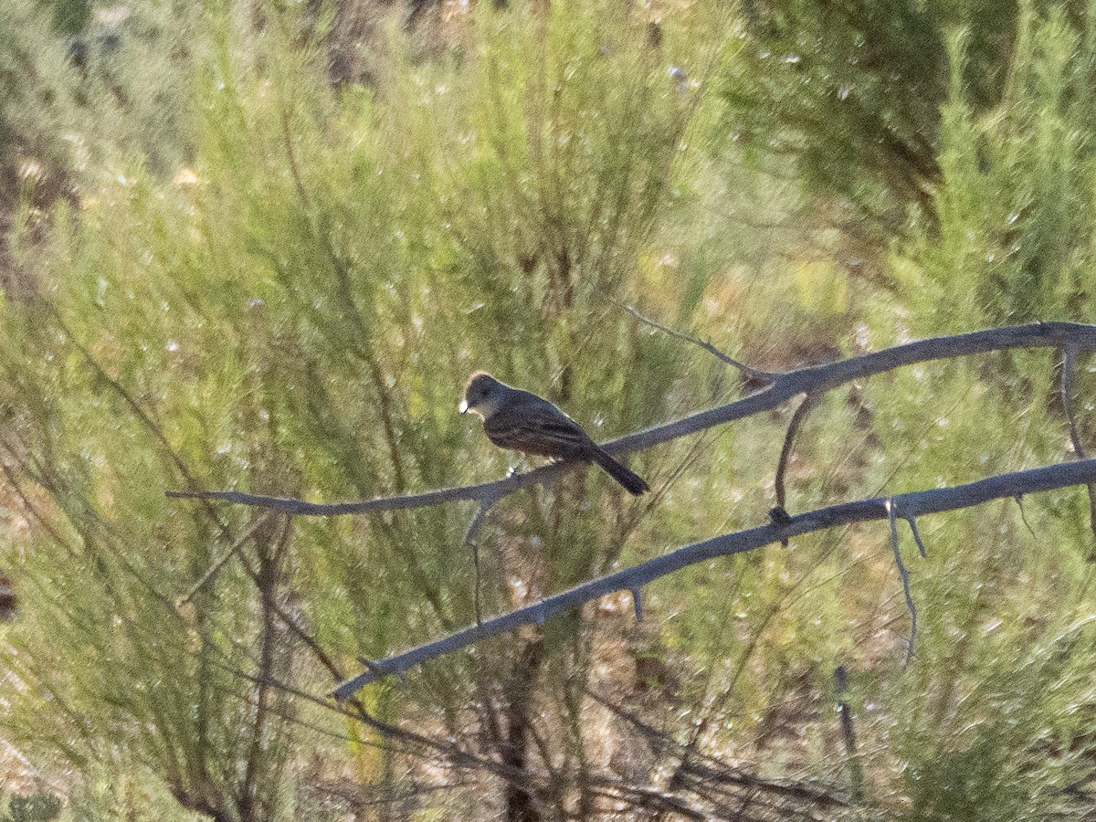 Ash-throated Flycatcher - ML638051014