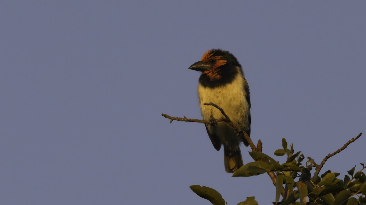 Black-collared Barbet - ML638051036