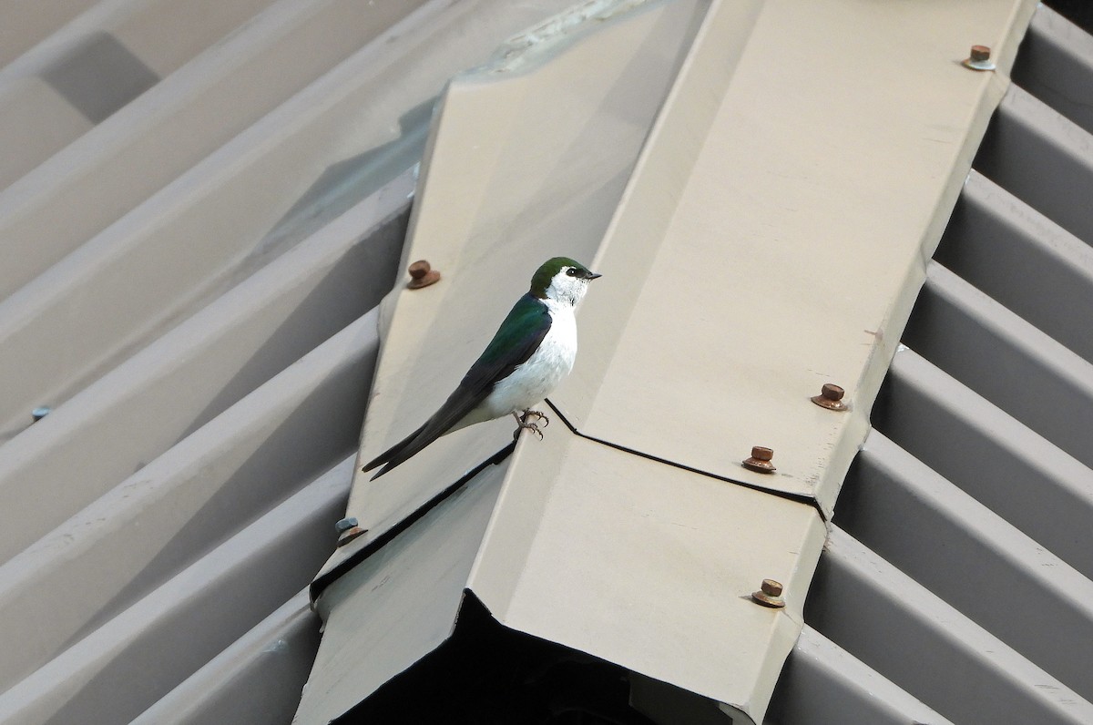 Violet-green Swallow - ML638051049