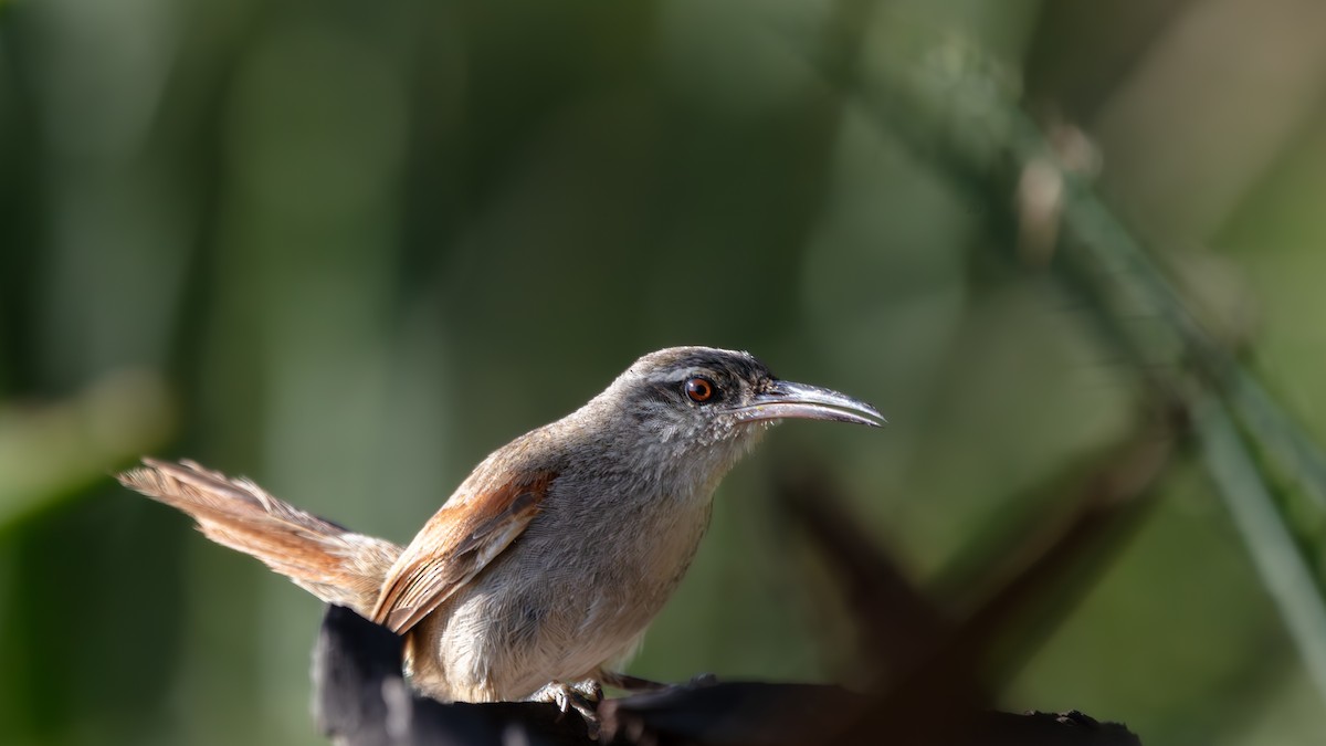 Straight-billed Reedhaunter - ML638051060