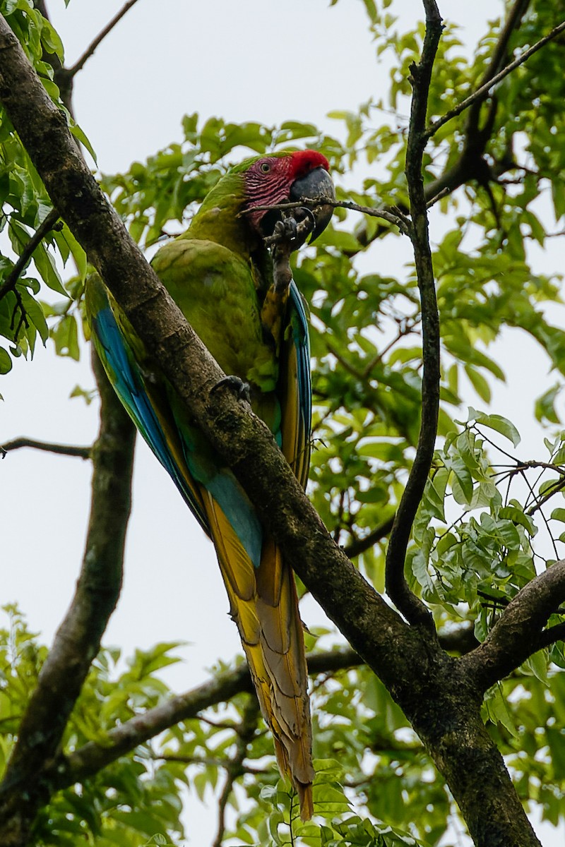 Great Green Macaw - ML638051070