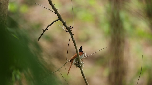 Indian Paradise-Flycatcher - ML638051071