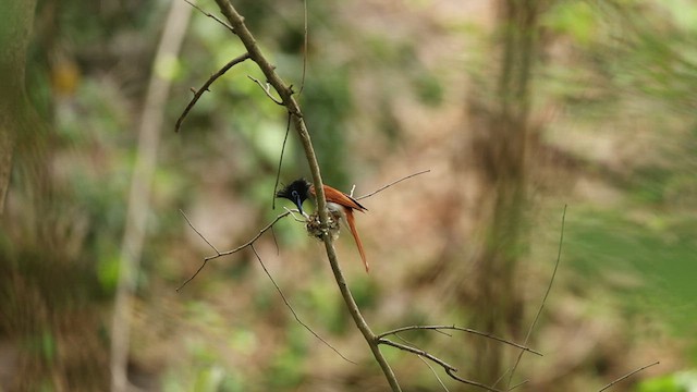Indian Paradise-Flycatcher - ML638051077