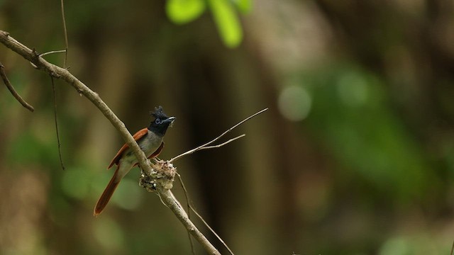 Indian Paradise-Flycatcher - ML638051088
