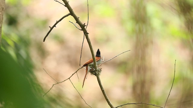 Indian Paradise-Flycatcher - ML638051090