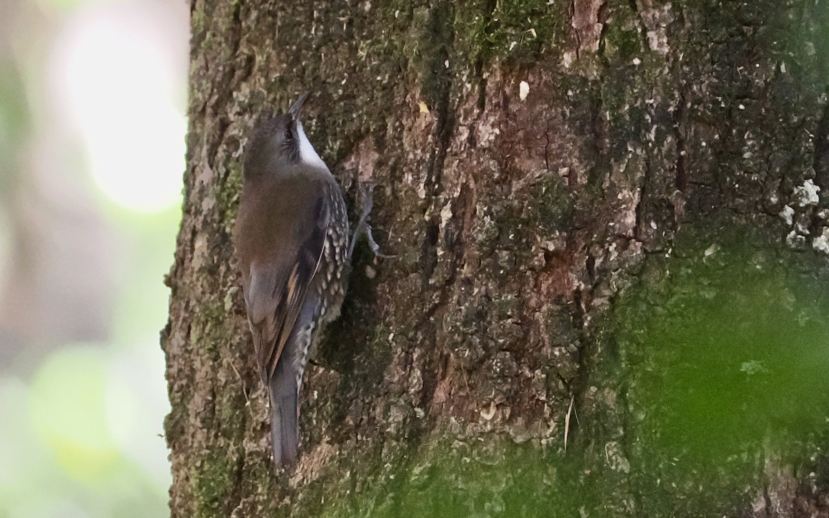 White-throated Treecreeper - ML638051149