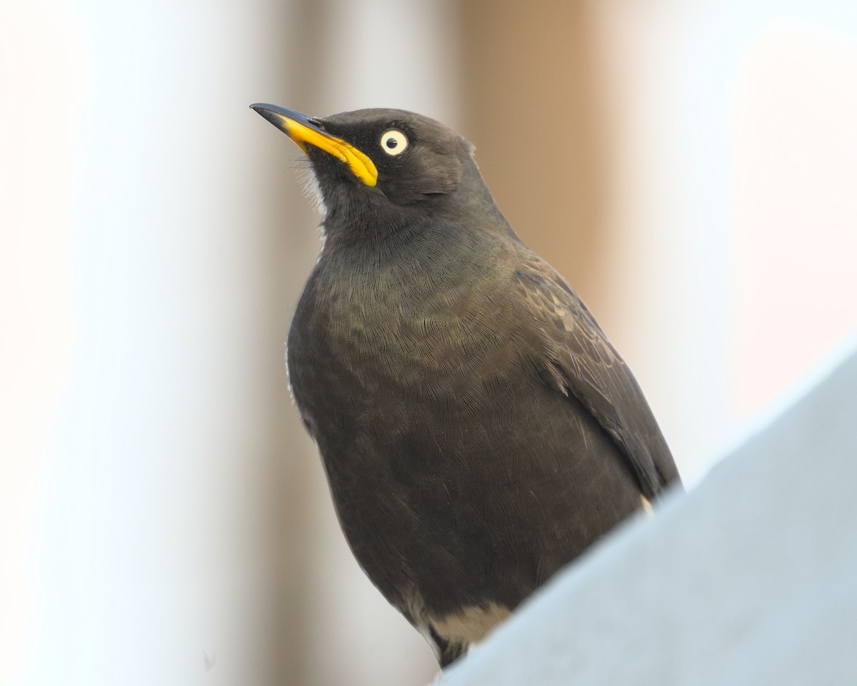 African Pied Starling - ML638051172