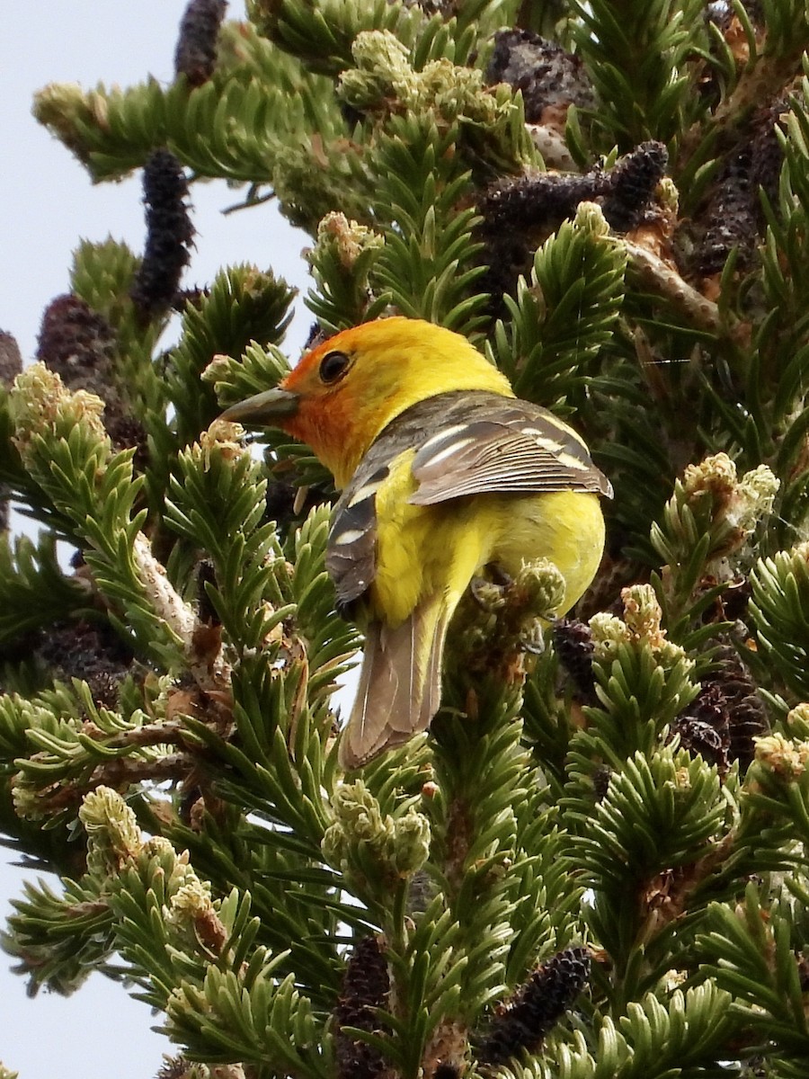 Western Tanager - ML638051174
