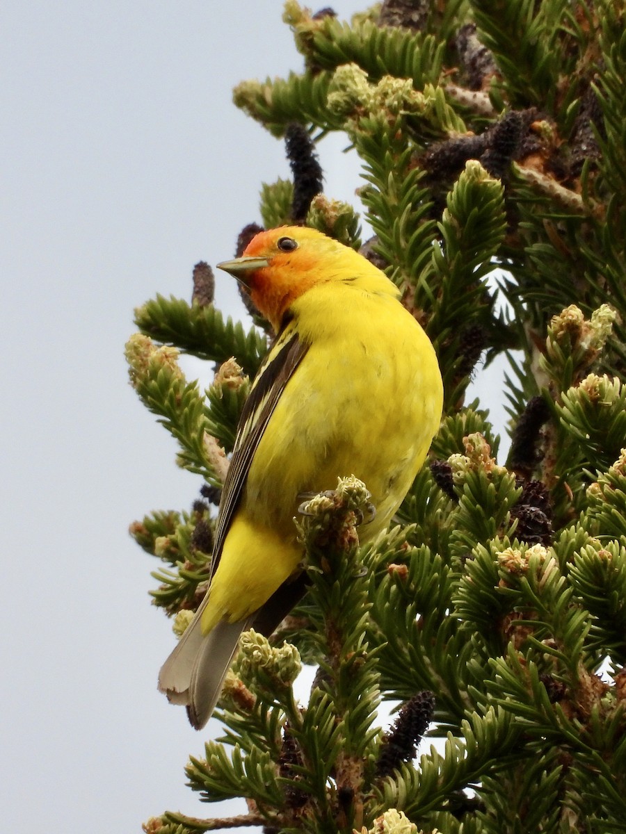 Western Tanager - ML638051175
