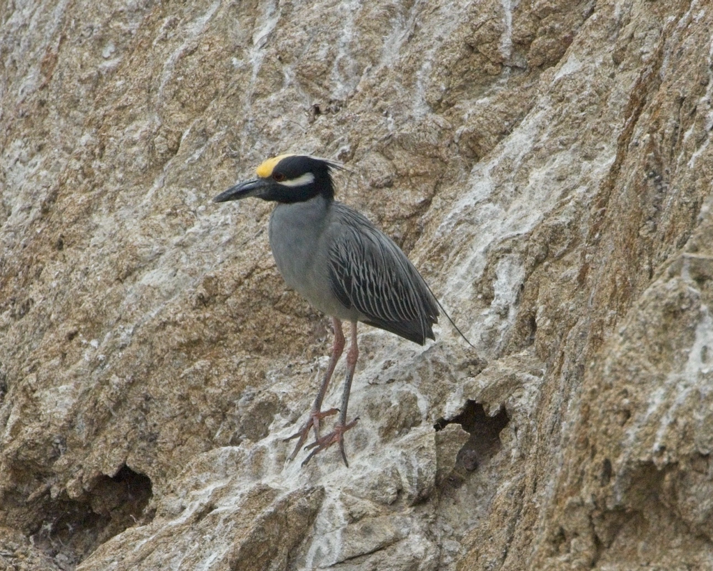 Yellow-crowned Night Heron - ML638051192