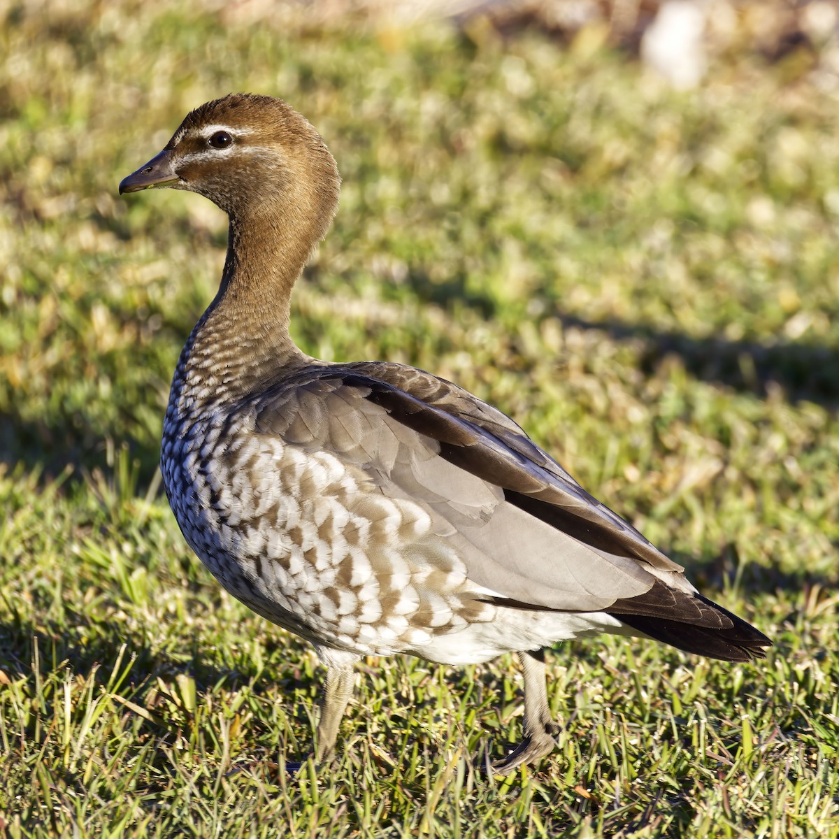 Maned Duck - ML638051194