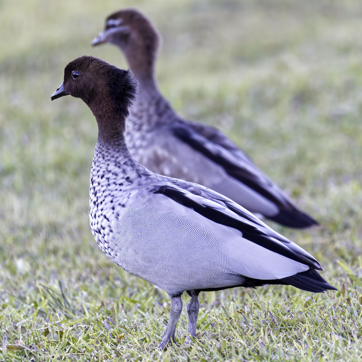 Maned Duck - ML638051195