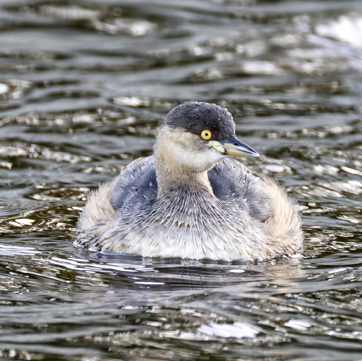 Australasian Grebe - ML638051199
