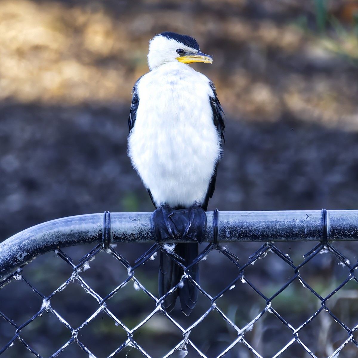 Little Pied Cormorant - ML638051201
