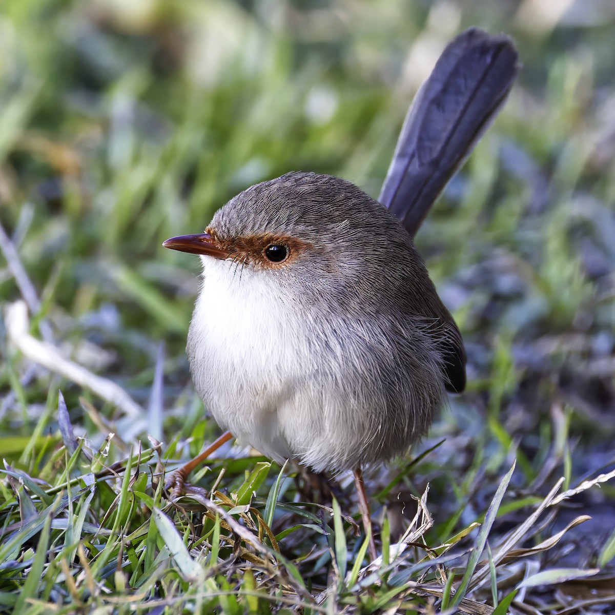 Superb Fairywren - ML638051202