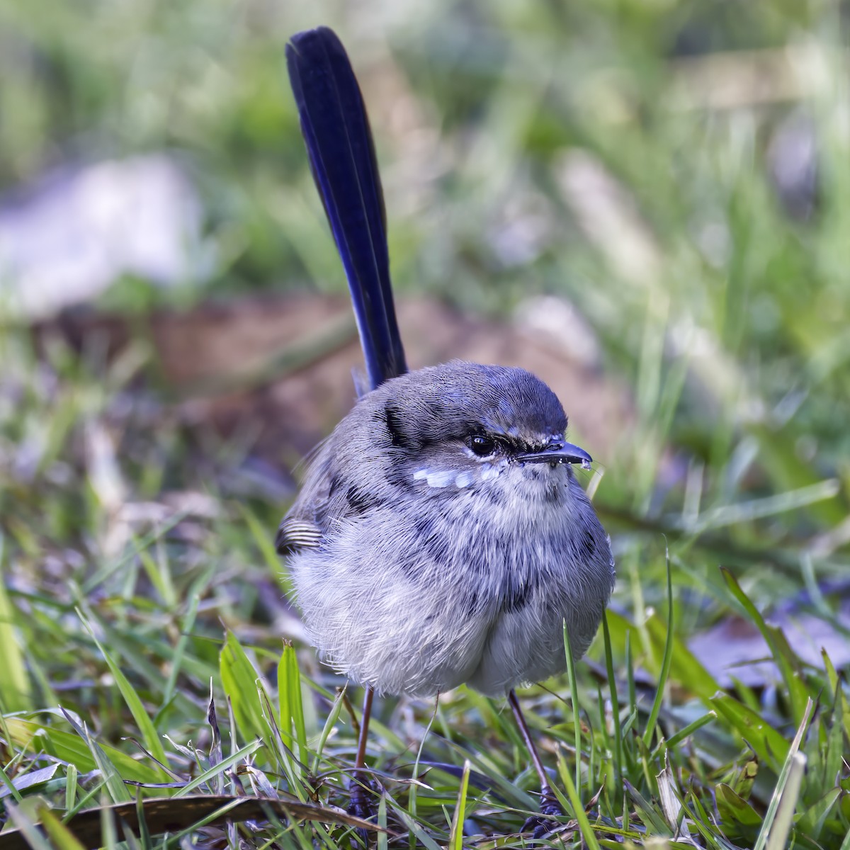 Superb Fairywren - ML638051203