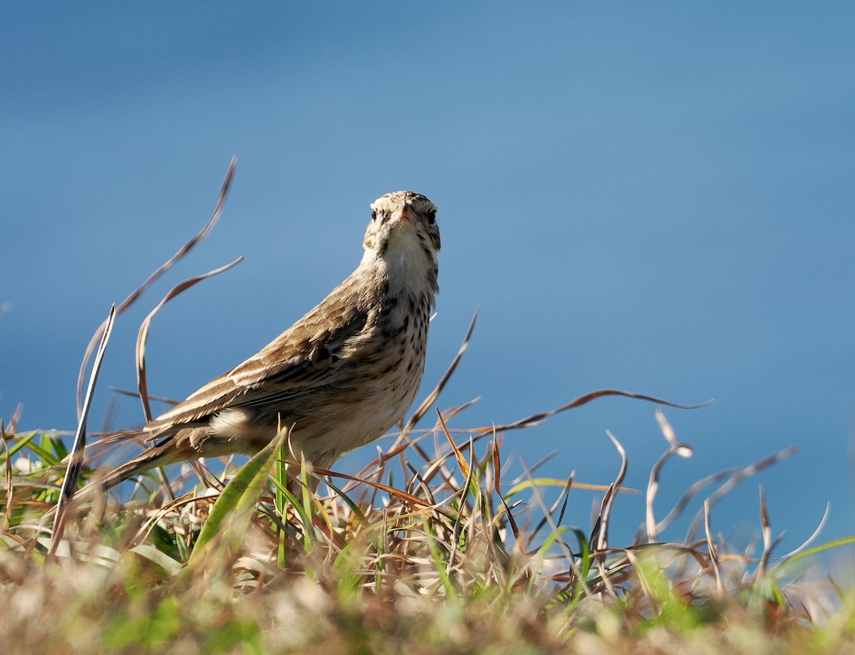 Australian Pipit - ML638051204
