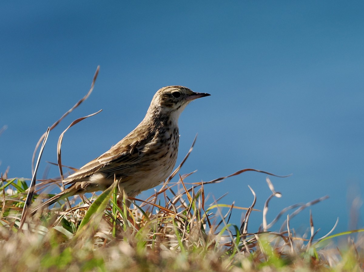 Australian Pipit - ML638051205