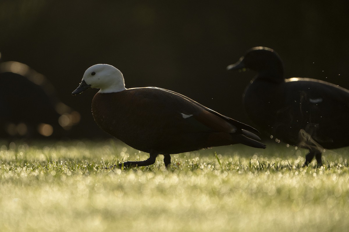Paradise Shelduck - ML638051209