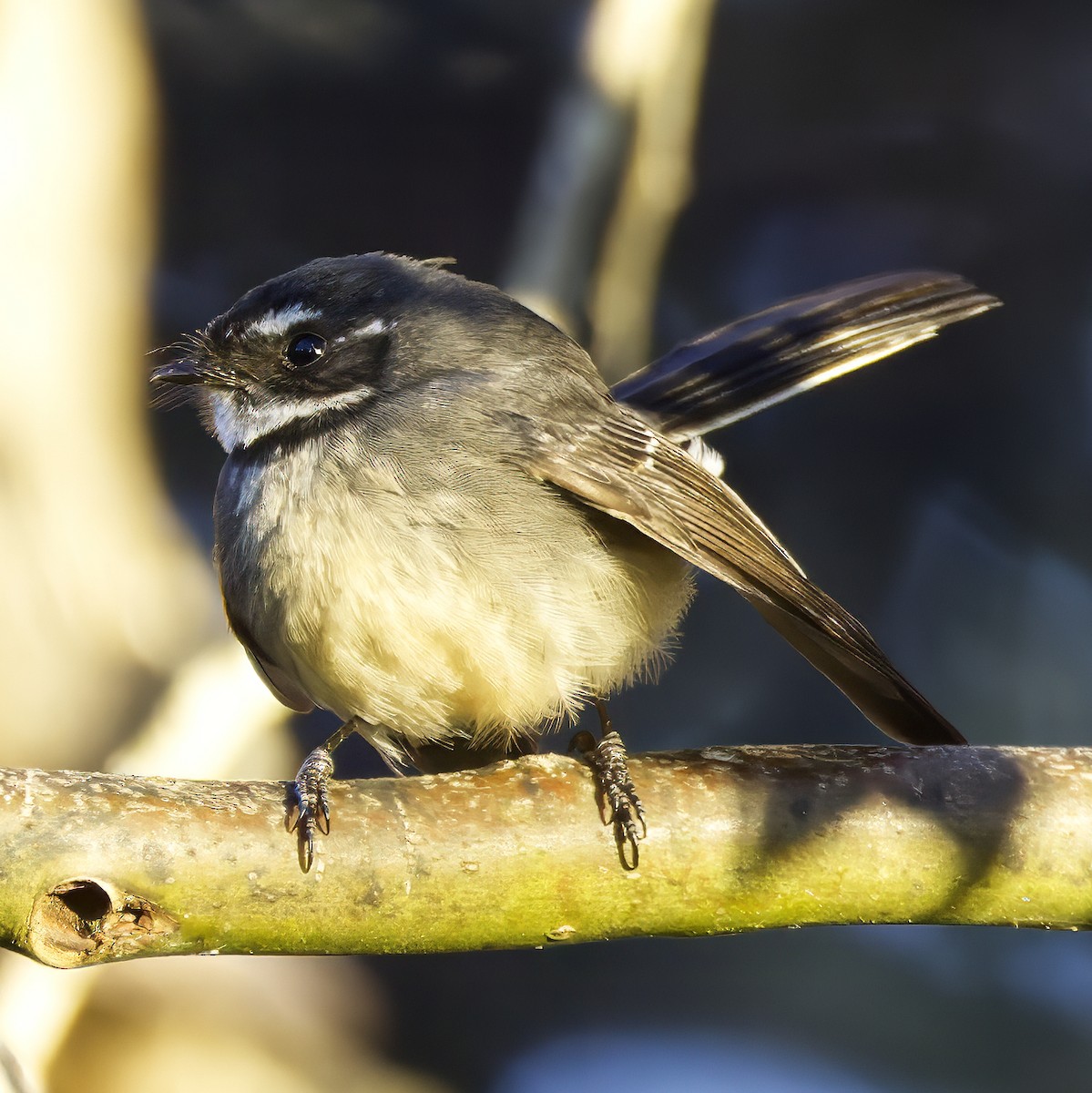 Gray Fantail - ML638051211
