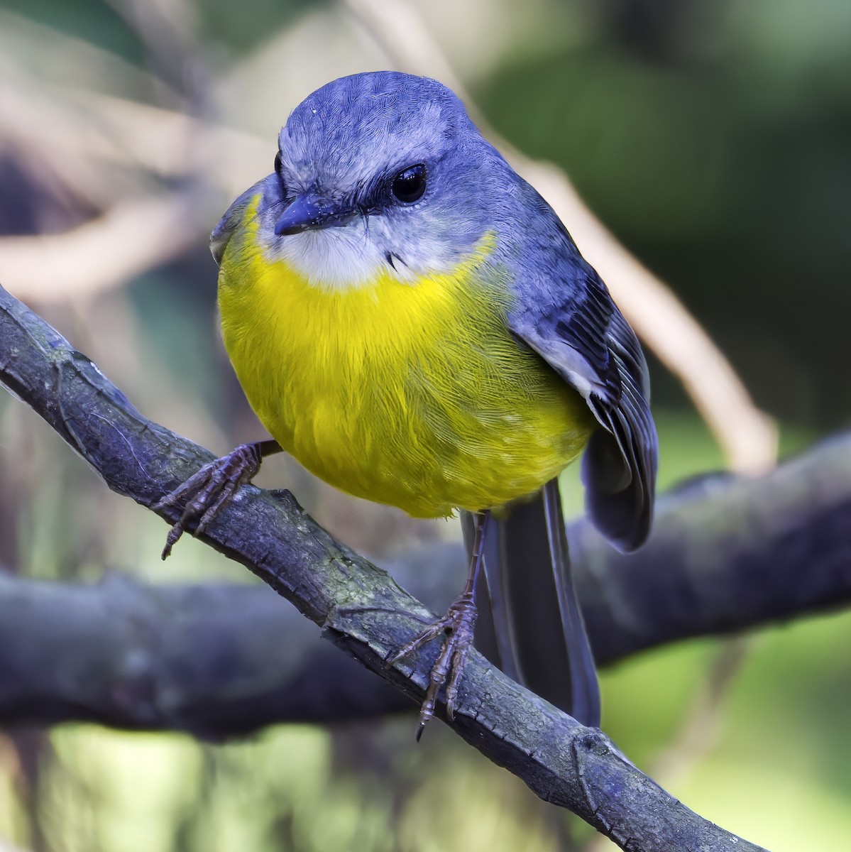 Eastern Yellow Robin - ML638051216