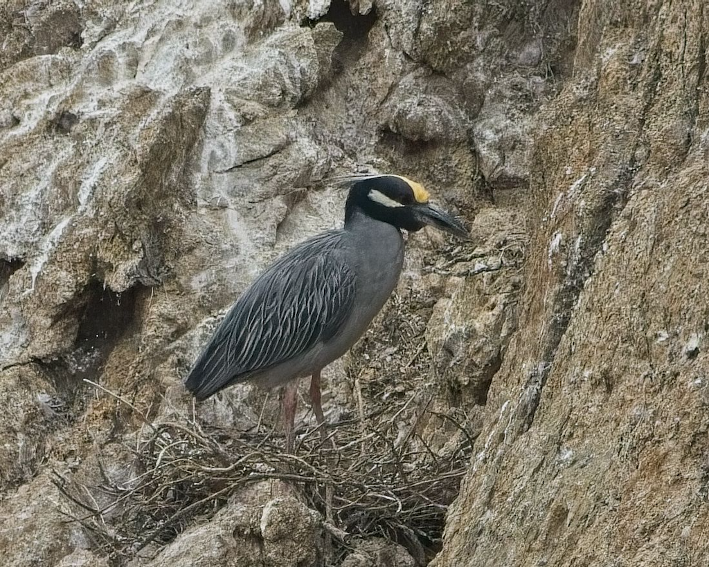 Yellow-crowned Night Heron - ML638051217