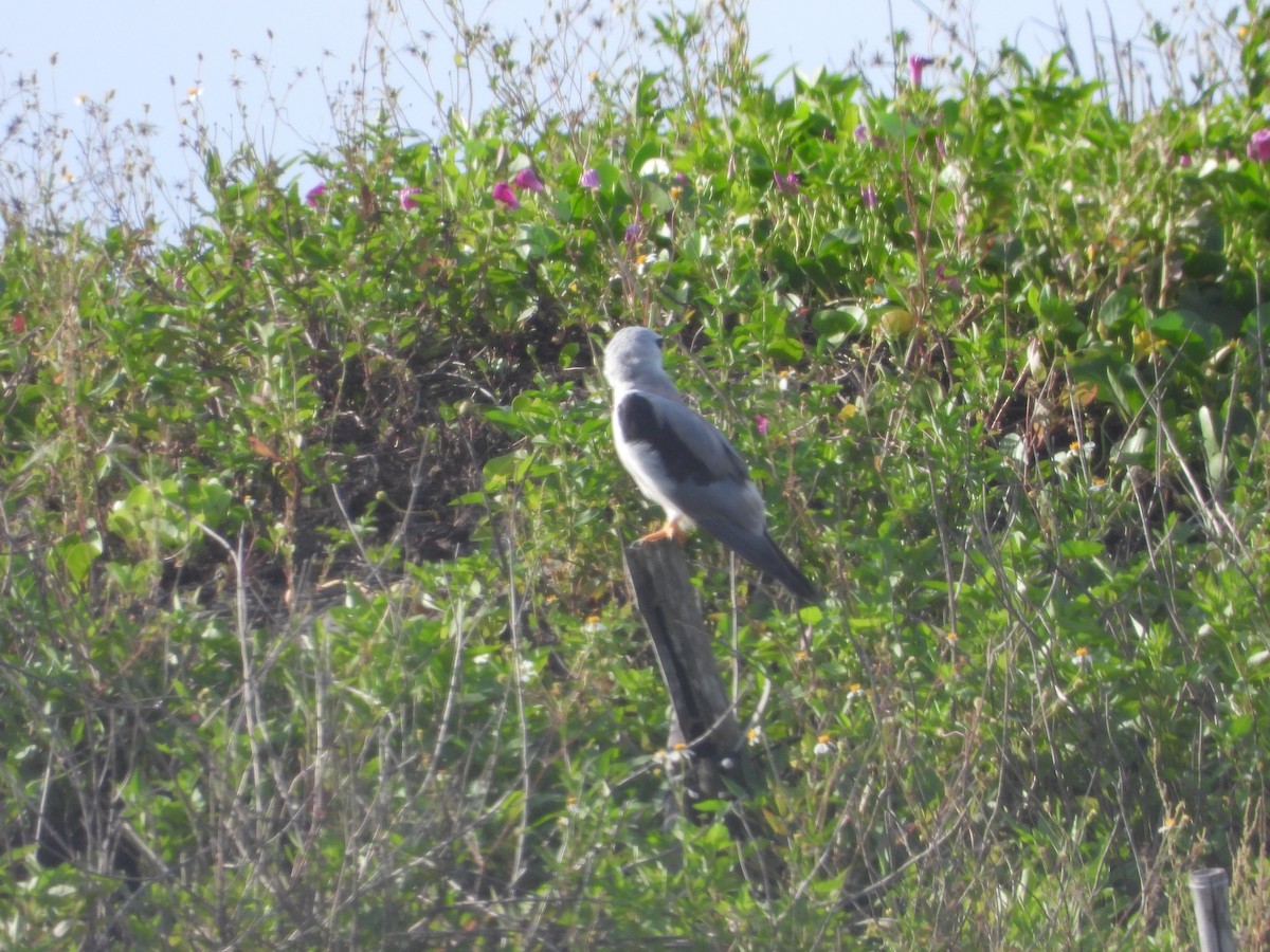 黑翅鳶 - ML638051229