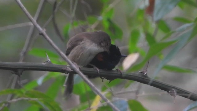 Red-backed Fairywren - ML638051239