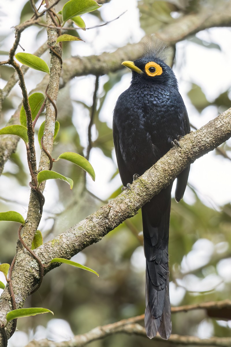 Apo Myna - ML638051249