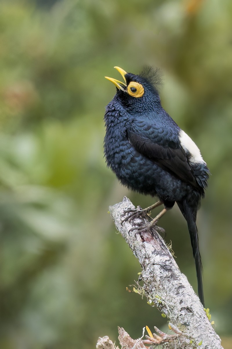 Apo Myna - ML638051267