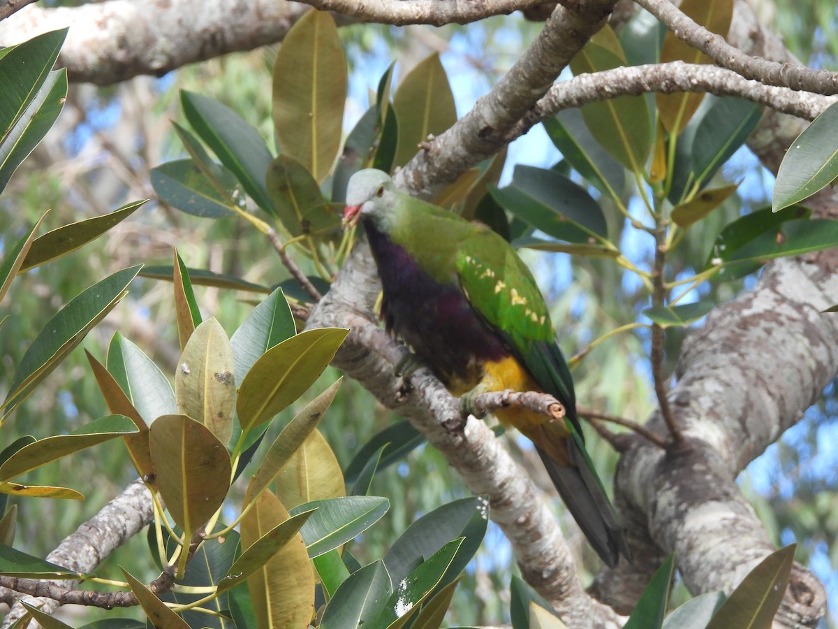 Wompoo Fruit-Dove - ML638051274