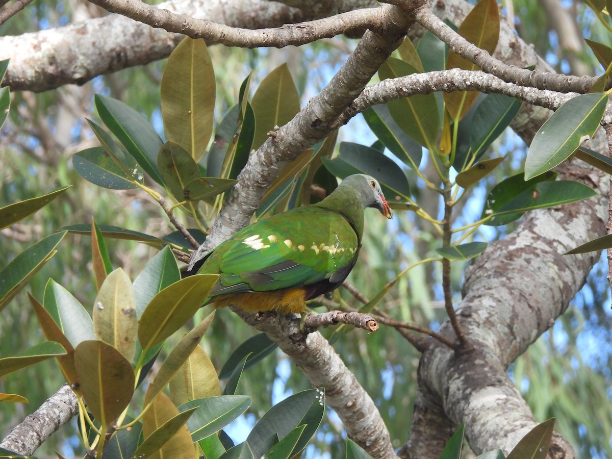 Wompoo Fruit-Dove - ML638051275