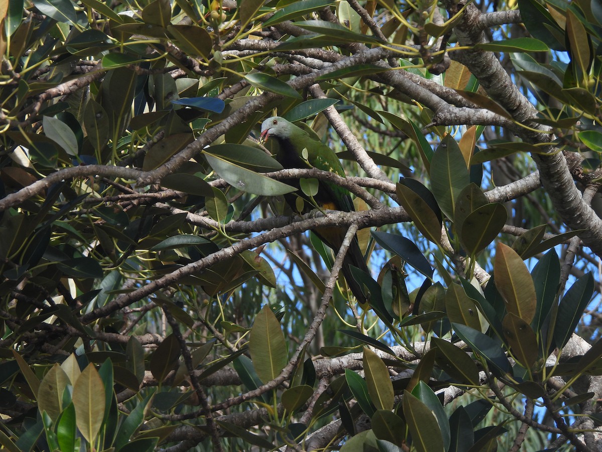Wompoo Fruit-Dove - ML638051276