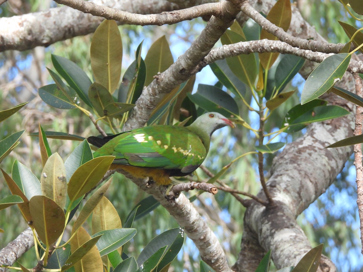 Wompoo Fruit-Dove - ML638051277