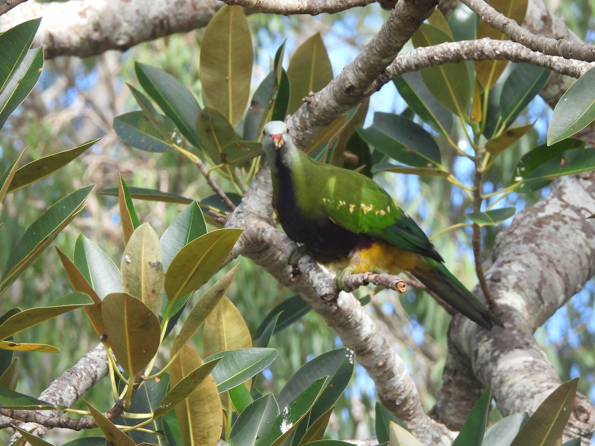 Wompoo Fruit-Dove - ML638051278