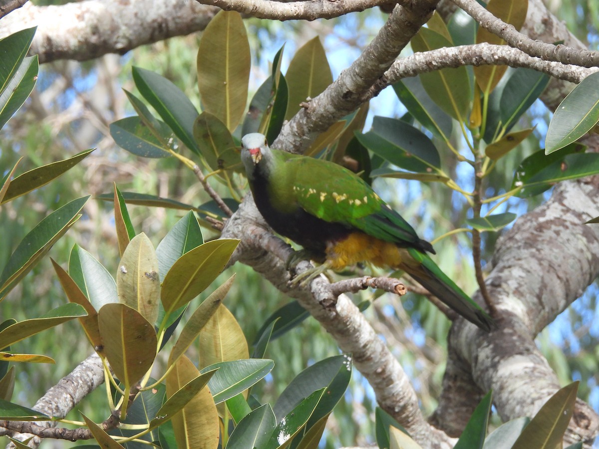 Wompoo Fruit-Dove - ML638051279