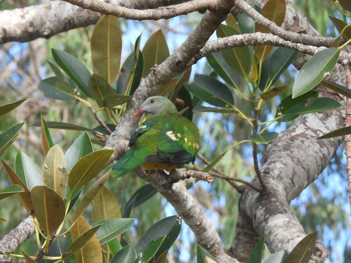 Wompoo Fruit-Dove - ML638051280
