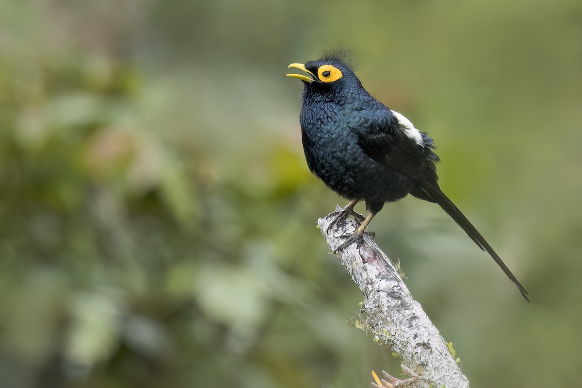 Apo Myna - ML638051284