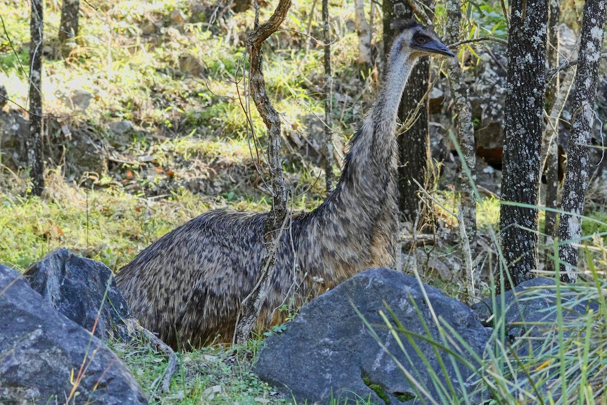 emu - ML638051296