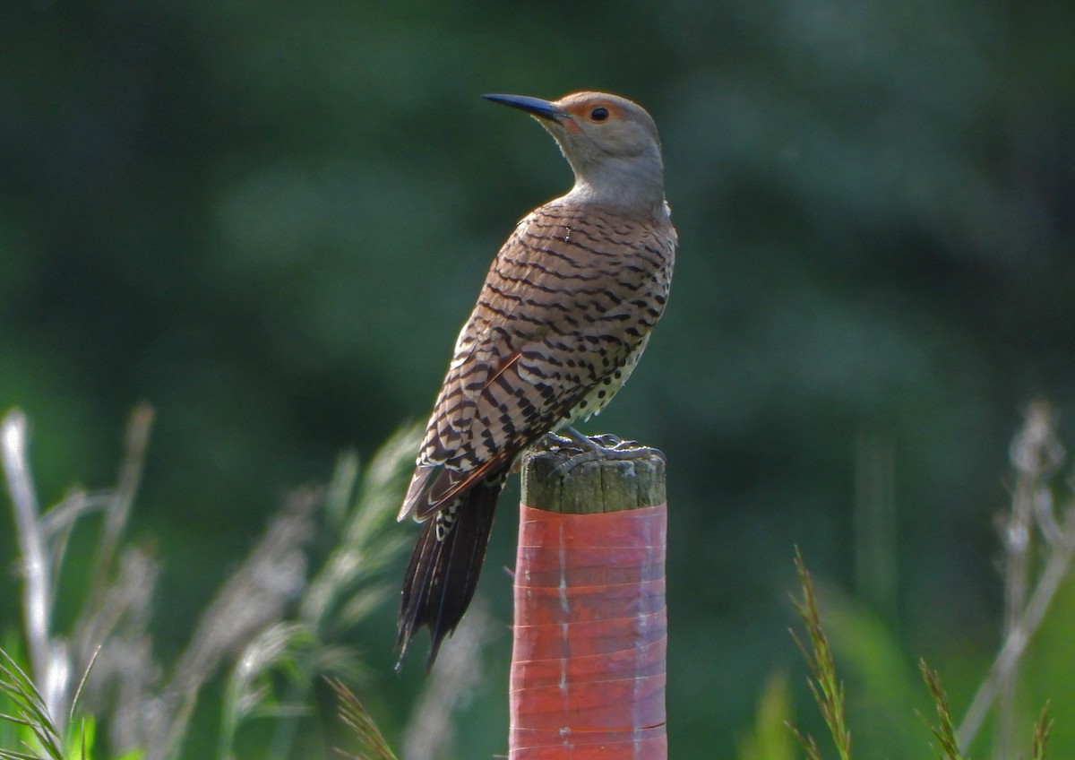 Northern Flicker (Red-shafted) - ML638051312