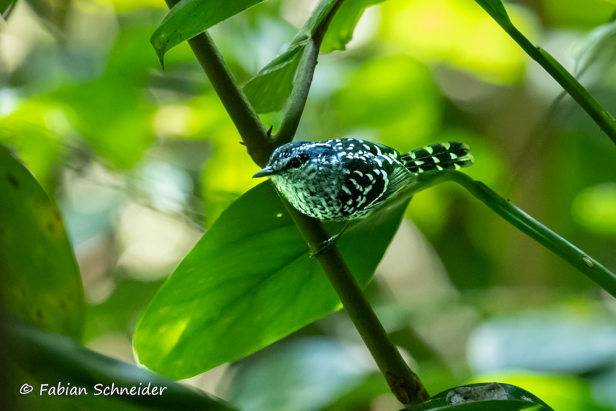 Scaled Antbird - ML638051324