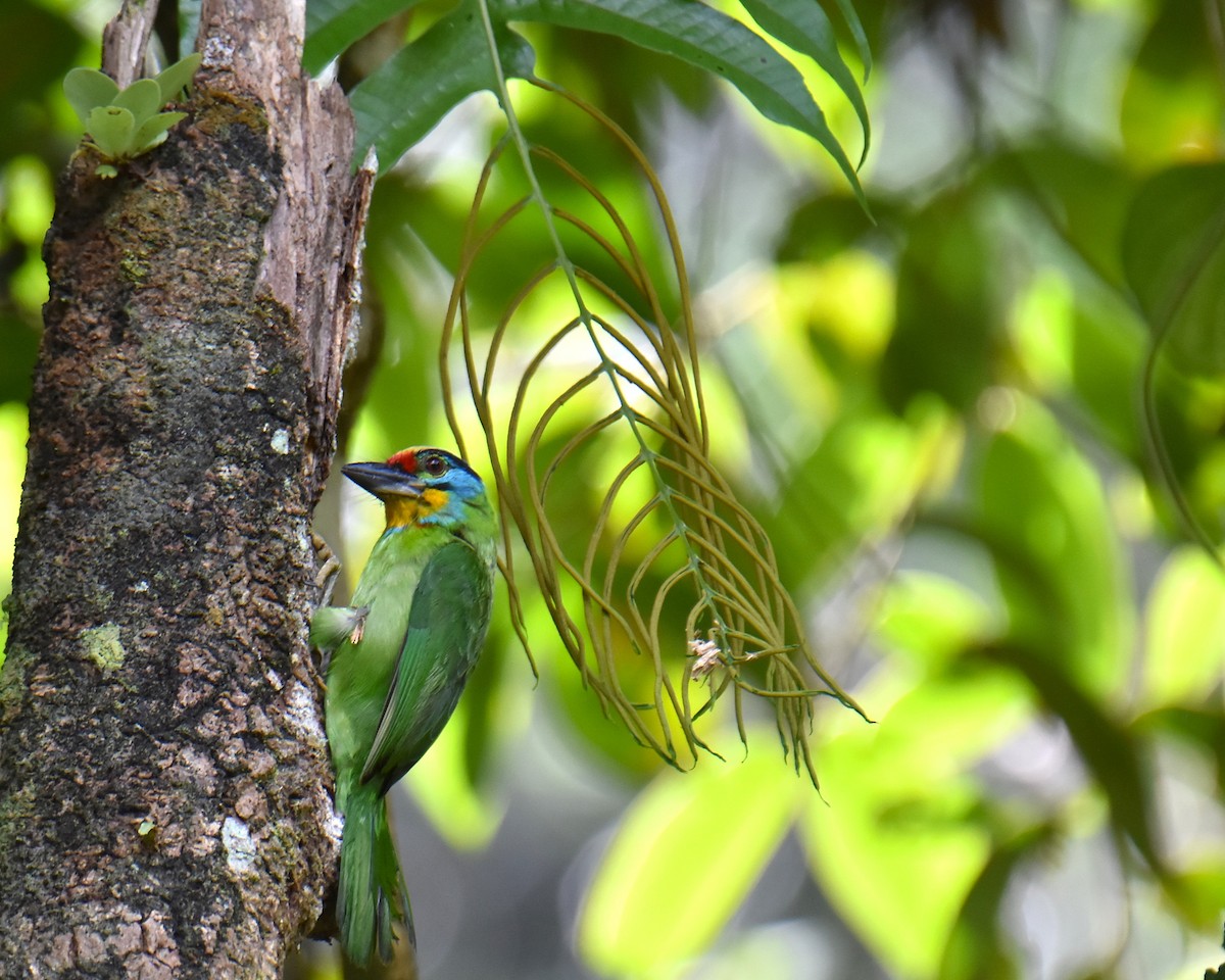 Black-browed Barbet - ML638051330