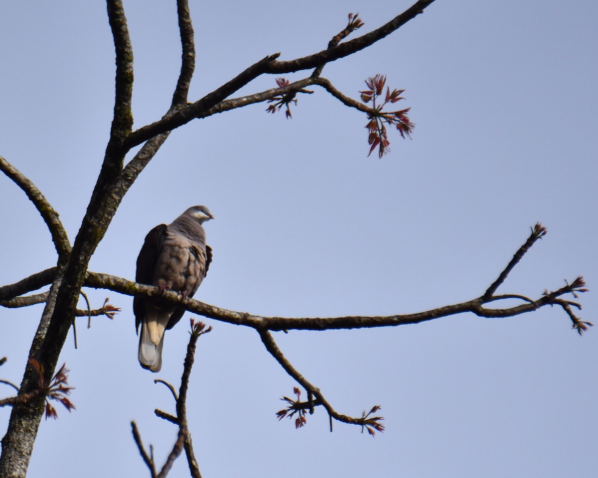 Mountain Imperial-Pigeon - ML638051354