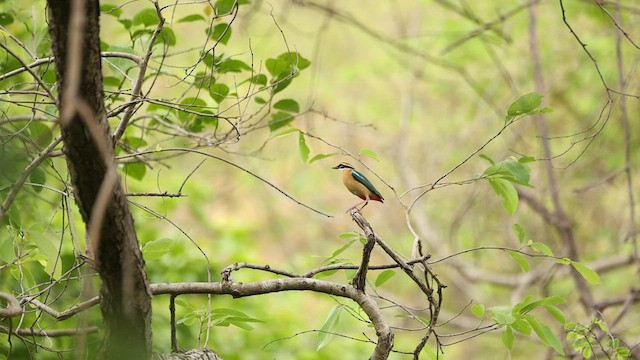 Bengalenpitta - ML638051374
