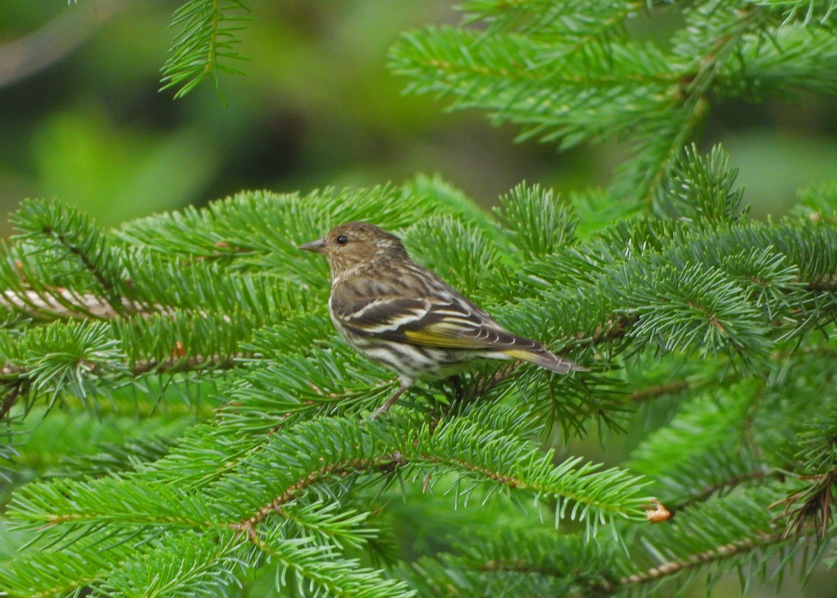 Pine Siskin - ML638051426