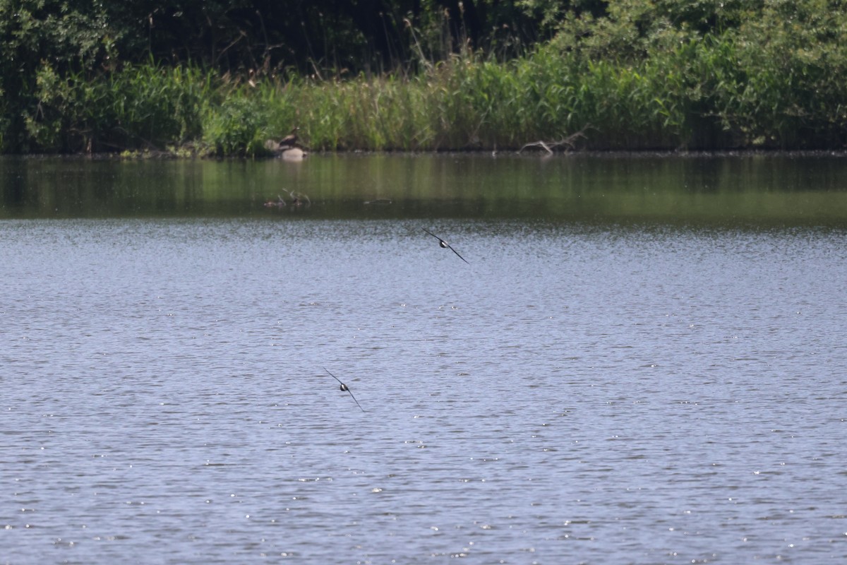 White-throated Needletail - ML638051490