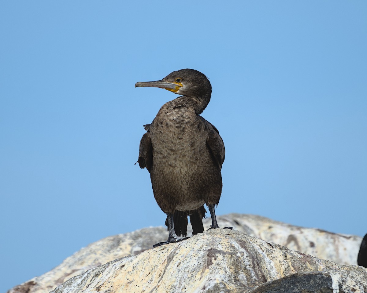 Cape Cormorant - ML638051497