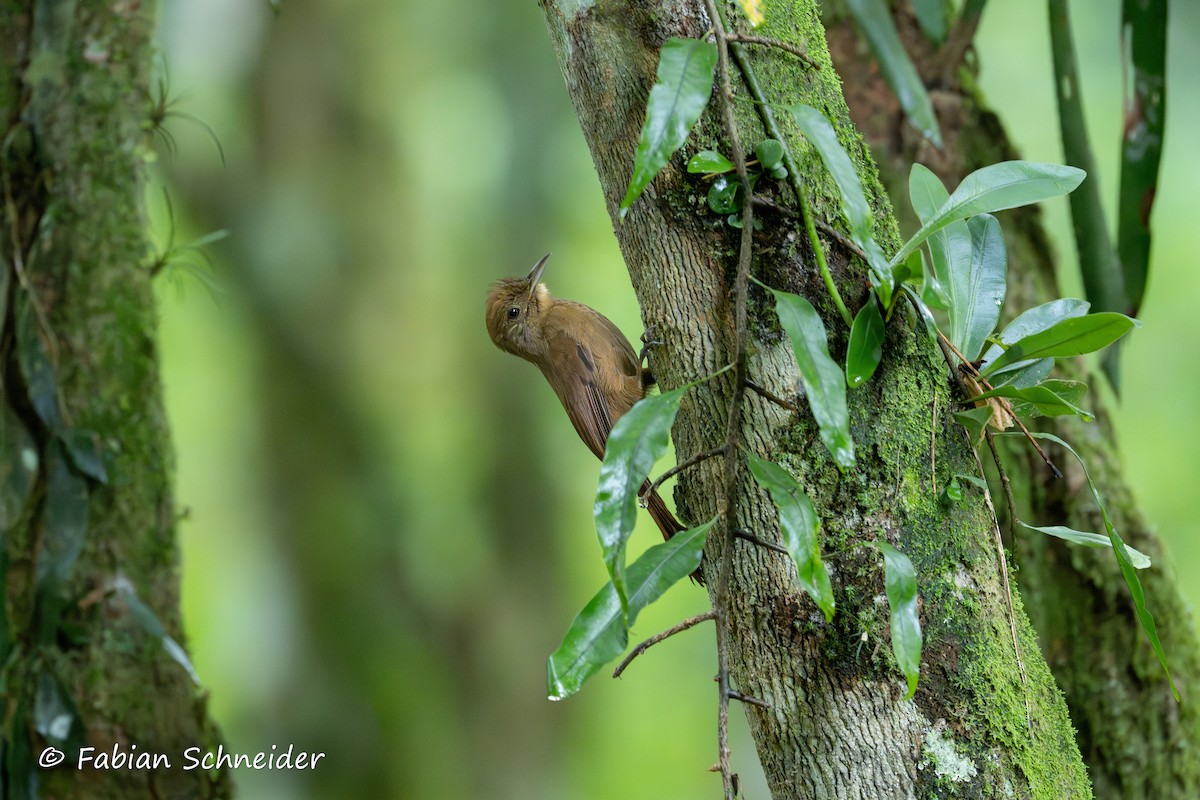 Plain-winged Woodcreeper (Plain-winged) - ML638051503