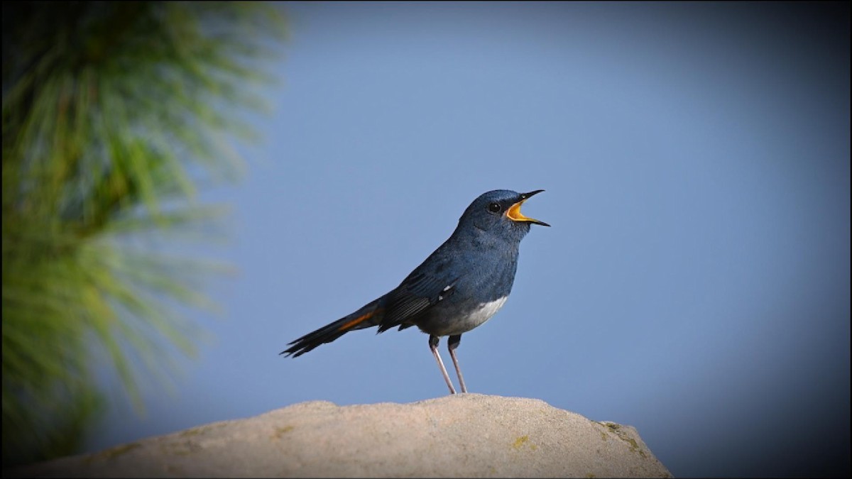 White-bellied Redstart - ML638051507