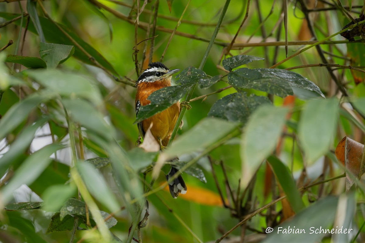 Ferruginous Antbird - ML638051531
